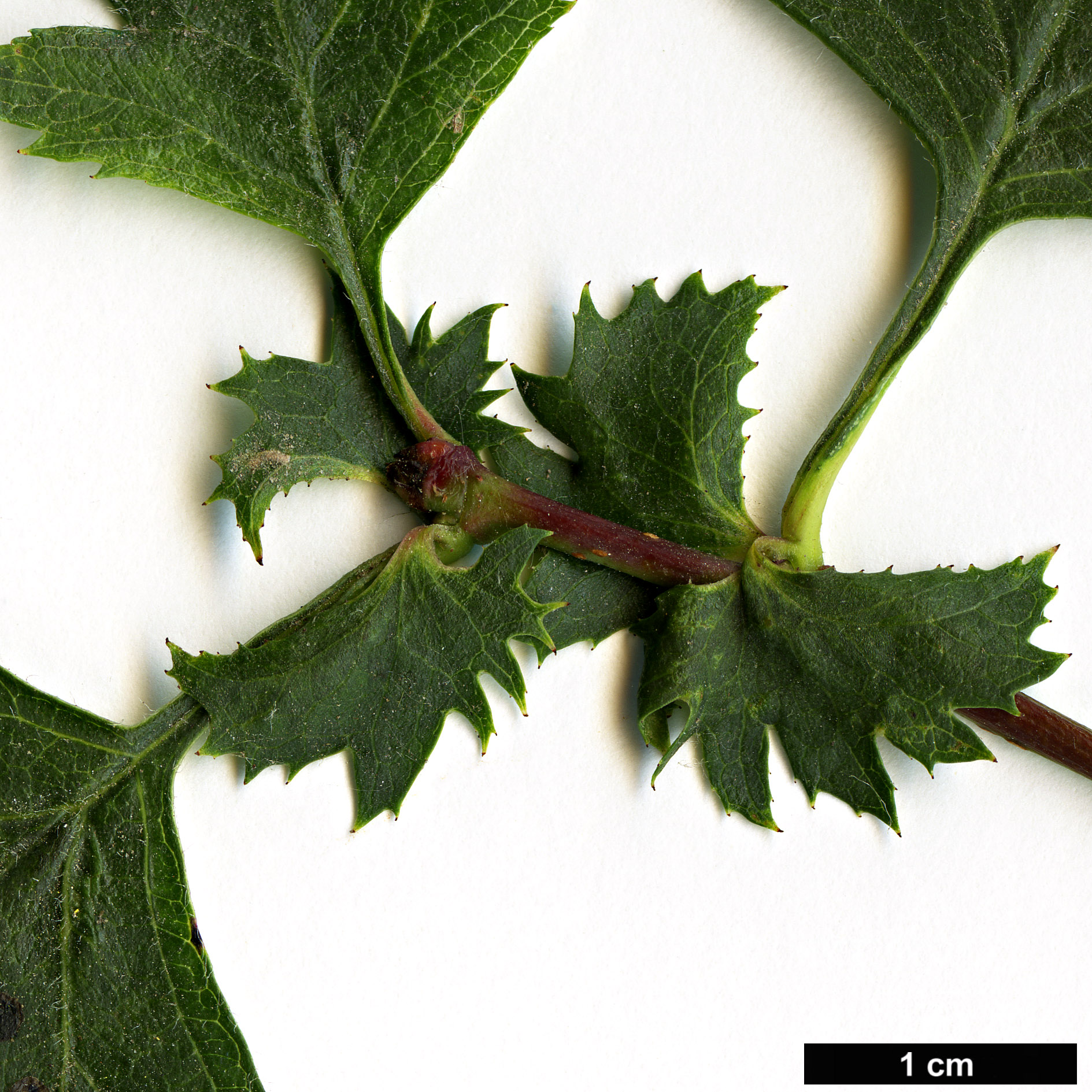 High resolution image: Family: Rosaceae - Genus: Crataegus - Taxon: ×kyrtostyla (C.monogyna × C.rhipidophylla)